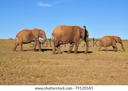 three little elephants