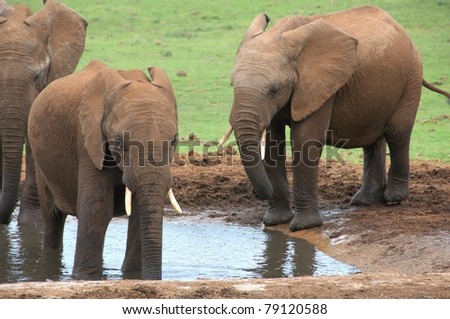 elephant watering hole