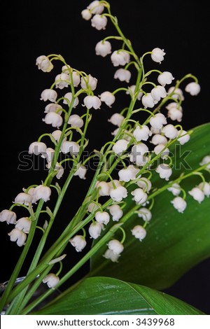 aspidistra, lily-of-the-valley, white flowers isolated on black background