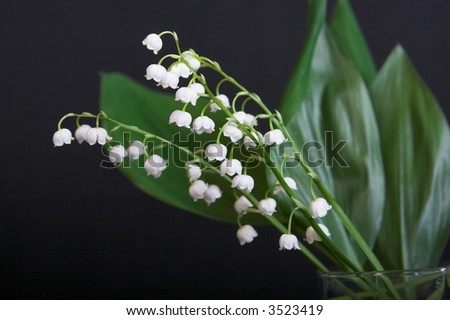aspidistra, white lily-of-the-valley isolated on the black background