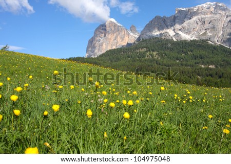 meadow with yellow flowers and mountains in the background