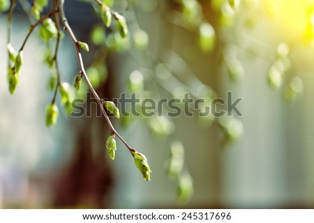 tree branch with buds background, spring