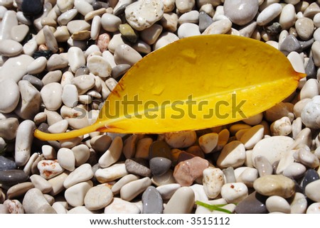 yellow rubber plant leaf lying on a wet pebble