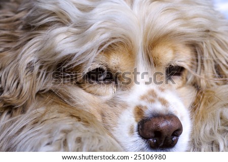 close up of sleepy cocker spaniel with head on it`s arms