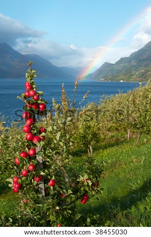 apple-tree in the foreground and mountains with rainbow in the distance, norway