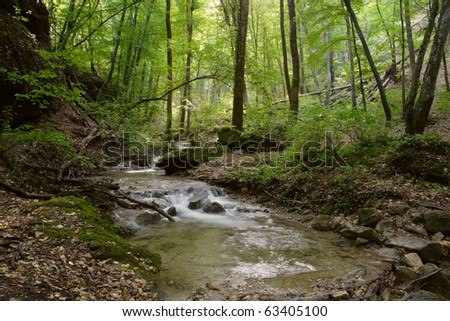 quiet river flowing through the primeval forest