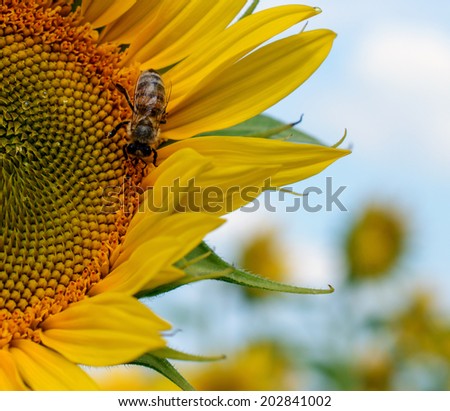 Yellow sunflower with a bee crawling on it. Sunny day with blue sky and flowers field background.