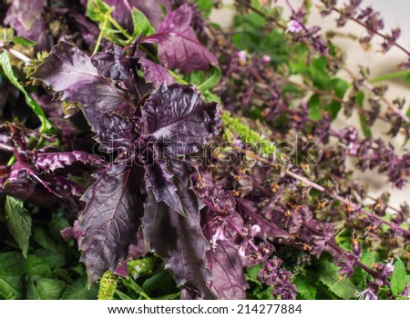 Multicolored herbs for food: mint, basil, oregano