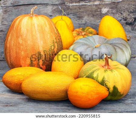 Autumn harvest: yellow fruits and vegetables. Squashes, pumpkins and melons at wooden background