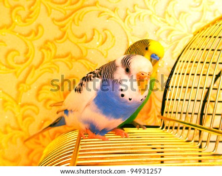 Blue and green wavy parrots on a cage