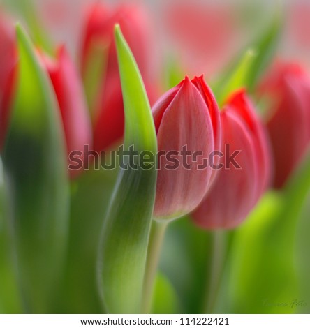 tulip in the field