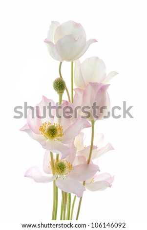 flowers with white background