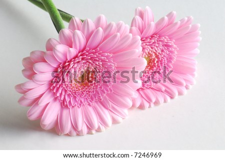 pink flowers background. stock photo : pink flowers on