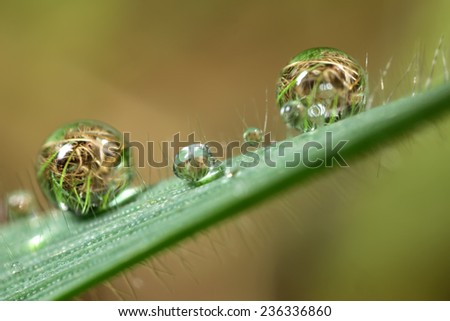 Round water drops on a single blade of grass