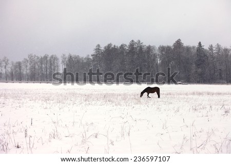 A lone horse on a snowy field