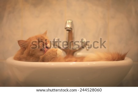 Cat, washing herself in the bath