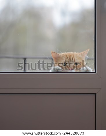 Cat with sad eyes behind the glass door