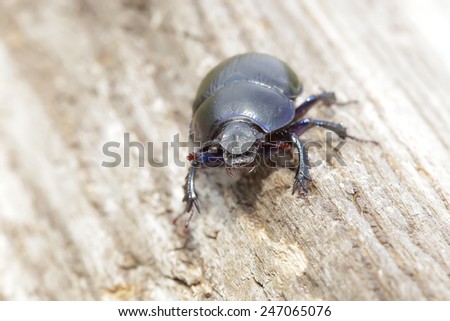 Beetle (Geotrupidae stercorarius) on wood