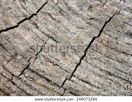 Texture of the old felled tree