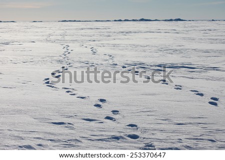 The human footprints in the snowy wilderness