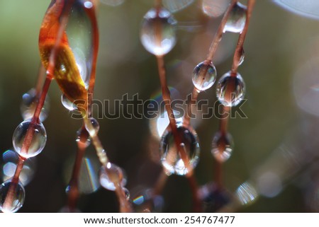 Abstract image of water droplets in moss among solar flare