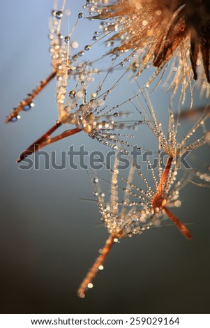Fluffy dandelion with drops of dew