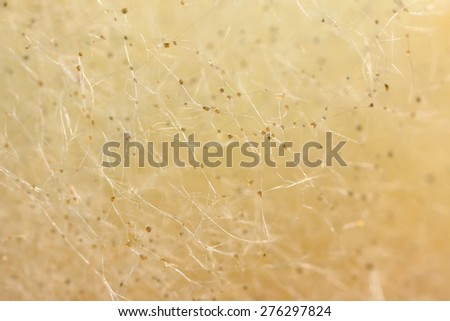 The structure of the mold on the food. Micro photography