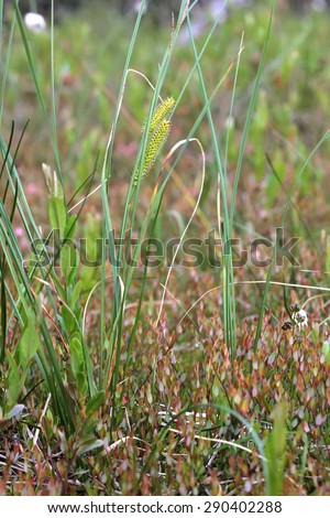 Marsh plant Sedge (Carex acutiformis)