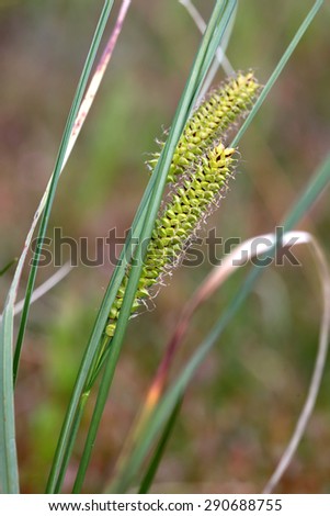 Marsh plant Sedge (Carex acutiformis) closeup