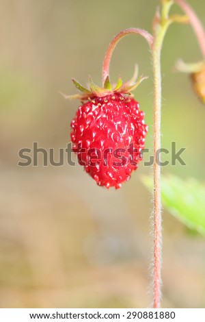 Strawberries on the stem in the forest close up