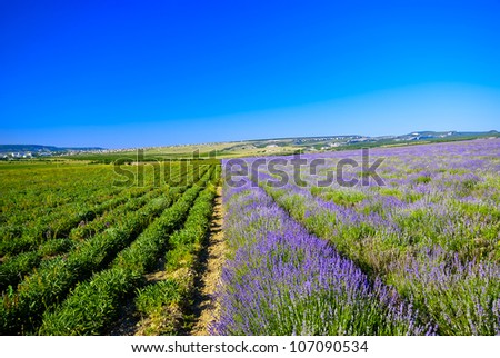 Photo is divided in half a field of lavender
