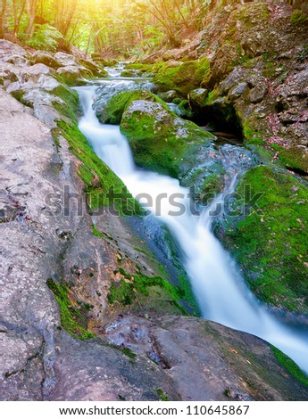 Morning in the forest. Mountain forest stream