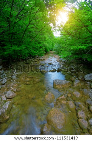 Early morning in the woods. Mountain forest stream