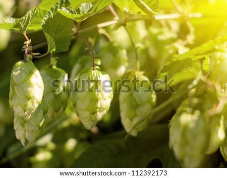 hops plants at dawn and the sun