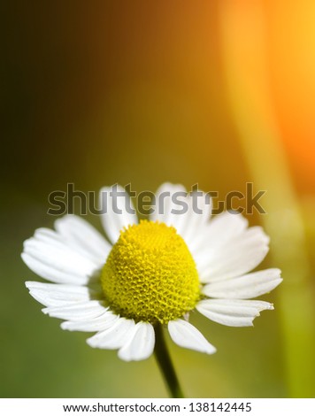 Daisy close up against the bright sunlight. Natural composition.
