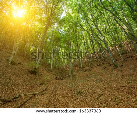 Sunlight through the trees in the forest. Natural composition