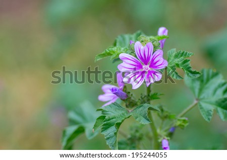 Beautiful purple flower. Natural composition