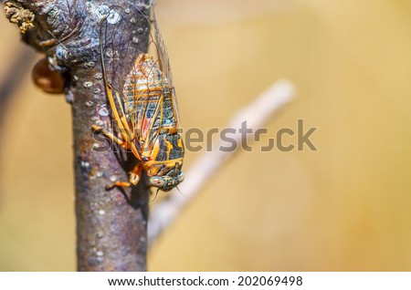 cicada sitting on a branch. Macro shooting. natural composition