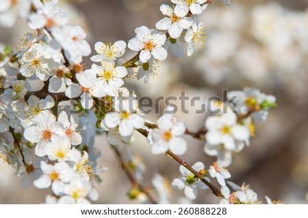 Plum branch with flowers on a sunny day. natural composition