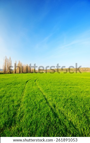 Footprints in the green field of wheat into the distance. natural composition
