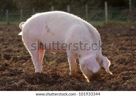 Organic free range pig outdoors in muddy farm field snuffling for food