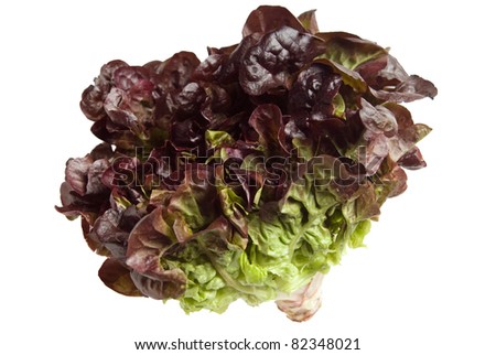 Oak Leaf Lettuce