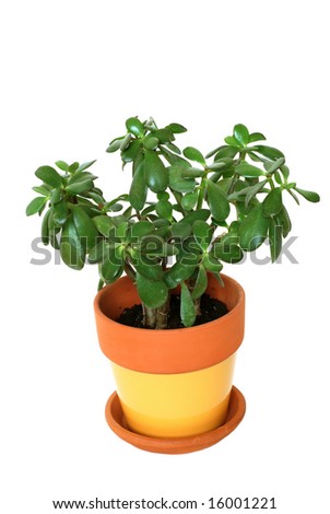 Jade plant isolated