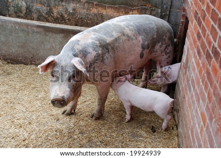 Piglets and mother pig