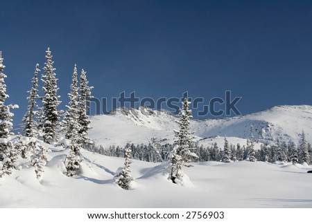 winter landscape trees under snow after snow-storm