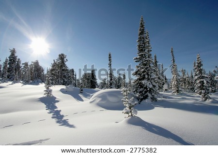 Pine trees covered with fresh snow. Sunny day.