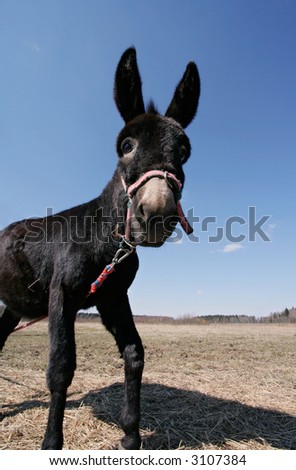 Donkey with big ears against blue sky