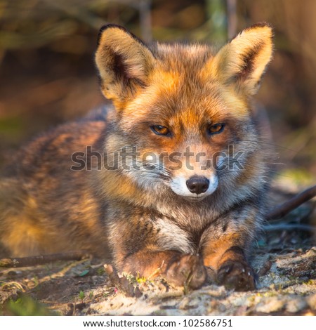 Red fox is relaxing in the sun from under a bush