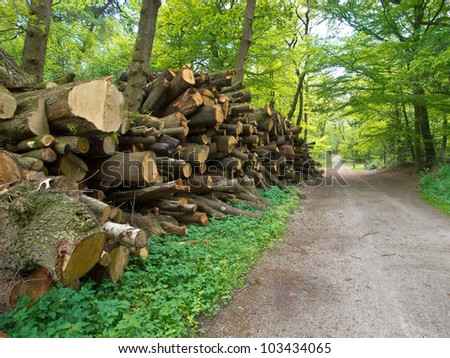 Giant pile of cut logs along a forest road in spring