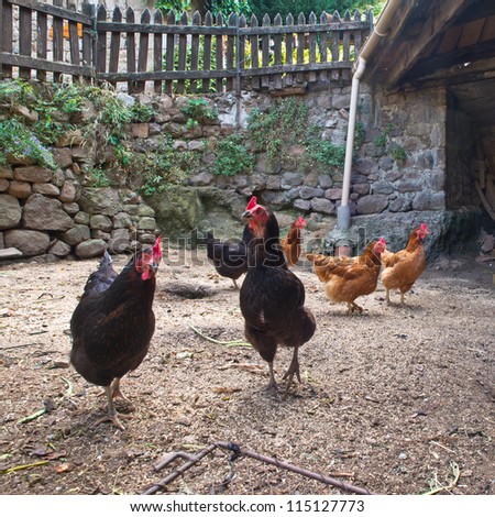 Group of chicken in an old hen house on the countryside of France